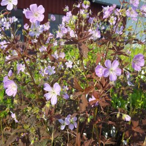 Geranium maculatum 'Elizabeth Ann'. <br/>Storken�b