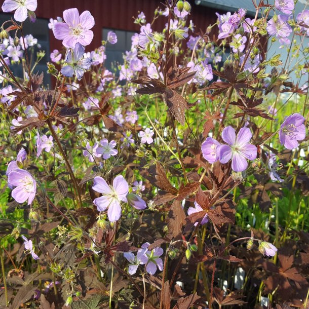 Geranium maculatum 'Elizabeth Ann'. <br/>Storken�b