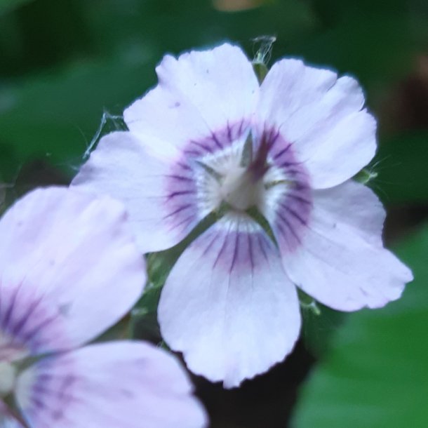 Geranium phaeum 'Els'. <br/>B�lgekronet storken�b