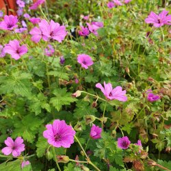 Geranium 'Elworthy Eyecatcher'. <br/>Storkenb