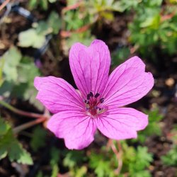 Geranium 'Elworthy Eyecatcher'. <br/>Storkenb