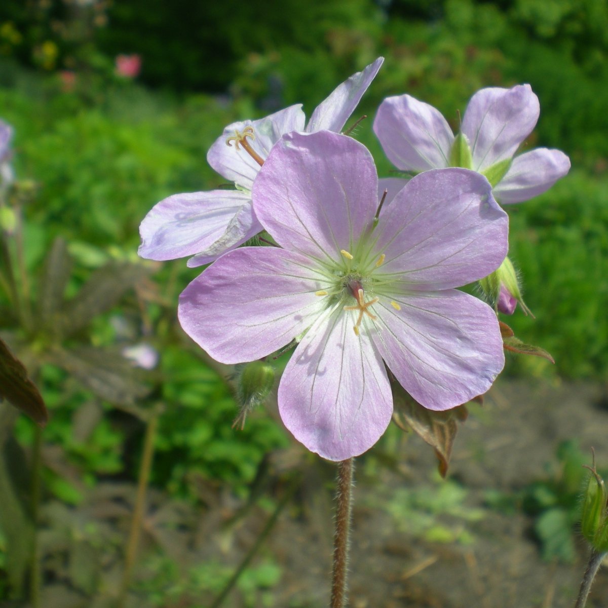 Geranium maculatum 'Espresso'. Storkenæb - Stauder - G - Staudestedet