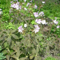 Geranium maculatum 'Espresso'. <br/>Storkenb