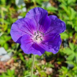 Geranium 'Eureka Blue'. <br/>Storken�b