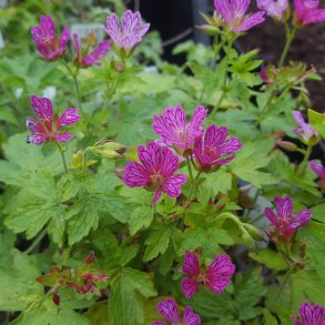 Geranium linearilobum subsp. transversale 'Foundlings Friend'. <br/>Storken�b