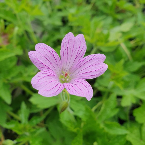 Geranium x oxonianum 'Frank Lawley'. <br/>Storkenb