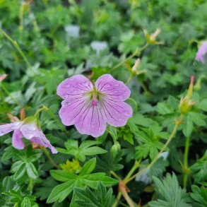 Geranium 'Frivolius Lilac'. <br/>Storken�b