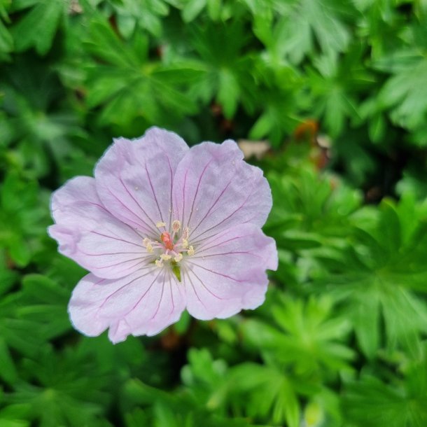Geranium 'Frivolius Pink'. <br/>Storken�b
