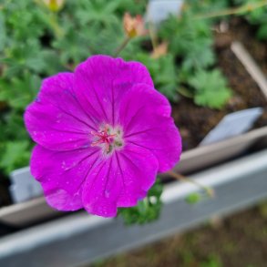 Geranium 'Frivolius Purple'. <br/>Storken�b
