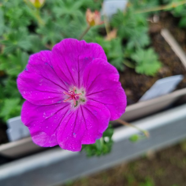 Geranium 'Frivolius Purple'. <br/>Storken�b