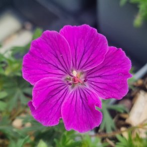 Geranium sanguineum 'Fruit d'Fleur'. <br/>Storken�b