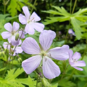 Geranium maculatum 'Ginette'. <br/>Storken�b