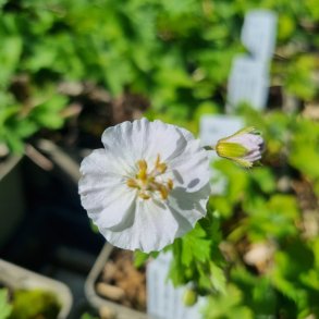 Geranium phaeum 'Green Ghost'. <br/>B�lgekronet storken�b
