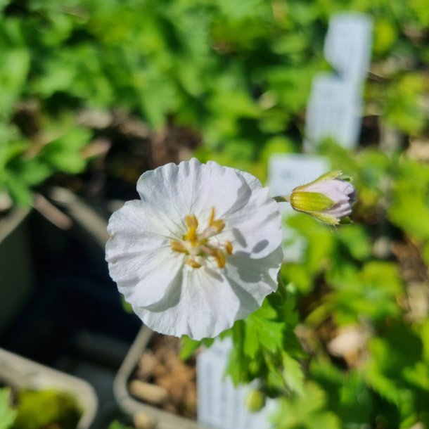 Geranium phaeum 'Green Ghost'. <br/>Blgekronet storkenb