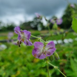 Geranium phaeum 'Hannah Perry'. <br/>B�lgekronet storken�b