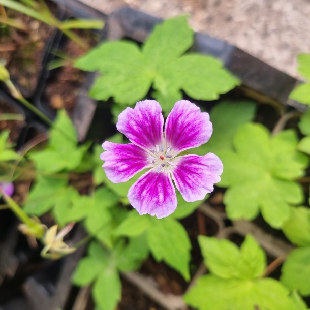 Geranium nodosum 'Hexham Facepaint'. <br/>Storkenb