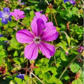 Geranium 'Hexham Velvet'. <br/>Storkenb