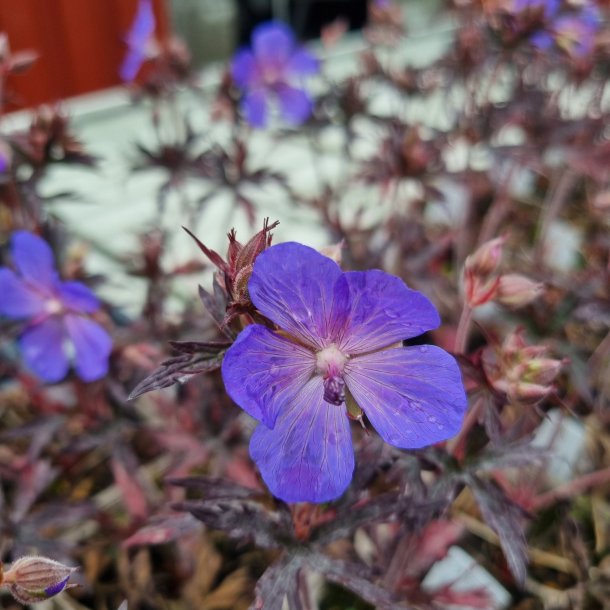 Geranium pratense 'Hocus Pocus'. <br/>Engstorken�b