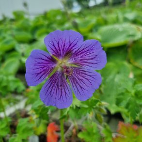 Geranium ibericum subsp. jubatum. <br/>Storken�b