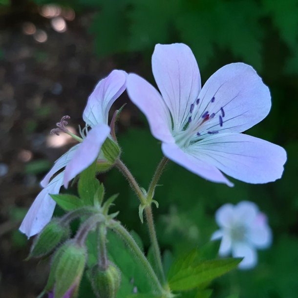 Geranium sylvaticum 'Ice Blue'. <br/>Storken�b