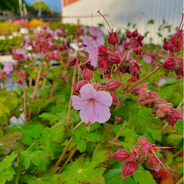 Geranium macrorrhizum 'Ingwersen's Variety'. <br/>Storrodet storkenb