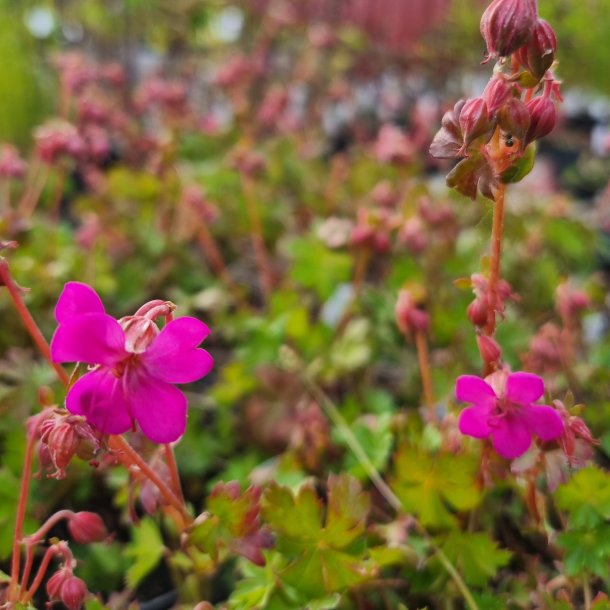 Geranium x cantabrigiense 'Intense'. <br/>Storkenb