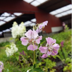 Geranium phaeum var. lividum 'Joan Baker'. <br/>Storken�b