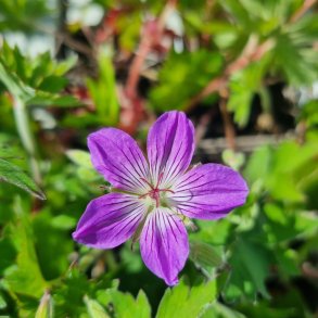 Geranium wlassovianum 'Joey. <br/>Storken�b