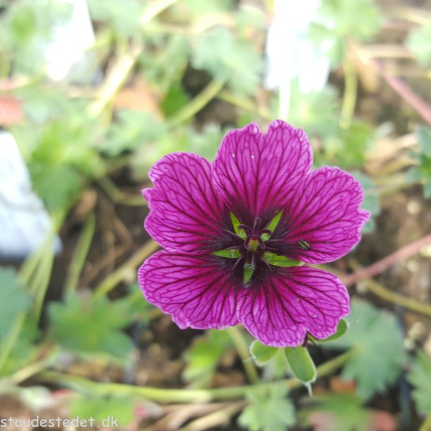 Geranium cinereum 'Jolly Jewel Purple'. <br/>Storkenb