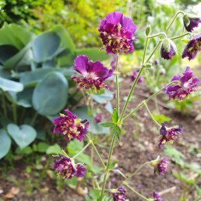 Geranium phaeum 'Joseph Green'. <br/>B�lgekronet storken�b