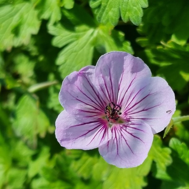 Geranium 'Joy' <br/>Storkenb