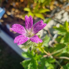 Geranium x oxonianum 'Julia Brennan'. <br/>Storken�b