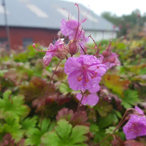 Geranium x cantabrigiense 'Karmina'. <br/>Storken�b