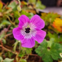 Geranium wallichianum 'Kelly Anne'. <br/>Storkenb