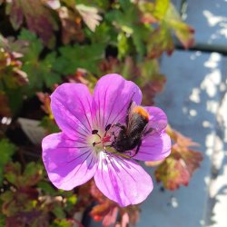 Geranium wallichianum 'Kelly Anne'. <br/>Storkenb