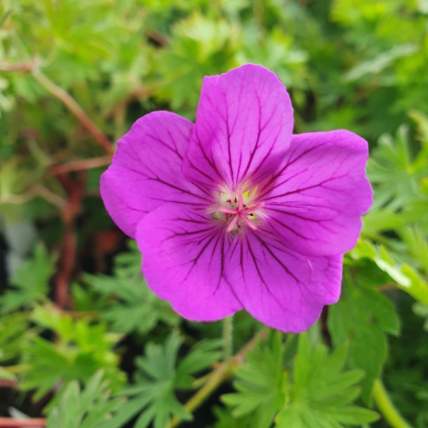 Geranium 'Khan'. <br/>Storken�b