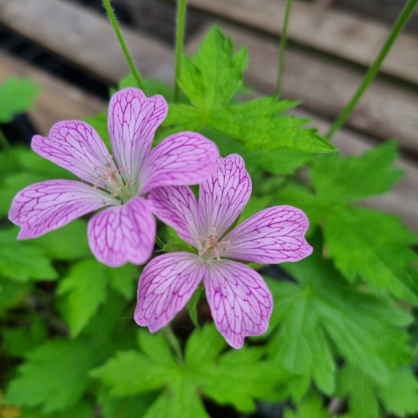 Geranium x oxonianum 'Lace Time'. <br/>Storkenb