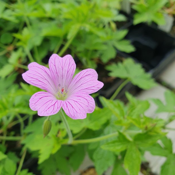 Geranium (x) oxonianum 'Lady Moore'. <br/>Storkenb