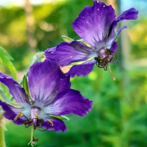 Geranium phaeum 'Lily Lovell'. <br/>B�lgekronet storken�b