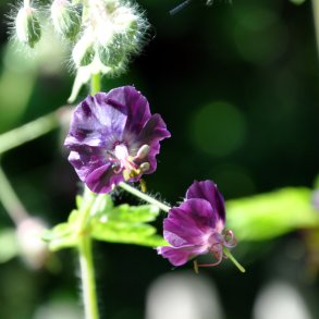 Geranium phaeum 'Lisa'. <br/>B�lgekronet storken�b