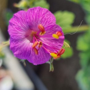 Geranium macrorrhizum. <br/>Storrodet storken�b