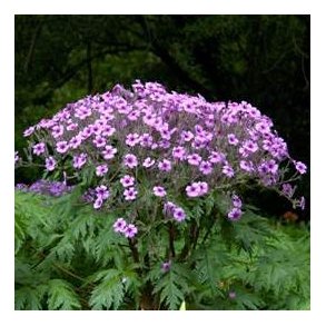 Geranium maderense. <br/>Storken�b. NB: Overvintres frostfrit