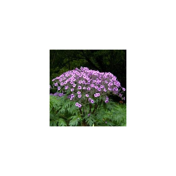 Geranium maderense. <br/>Storken�b. NB: Overvintres frostfrit