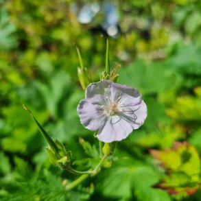 Geranium phaeum 'Marchant's Ghost'. <br/>B�lgekronet storken�b