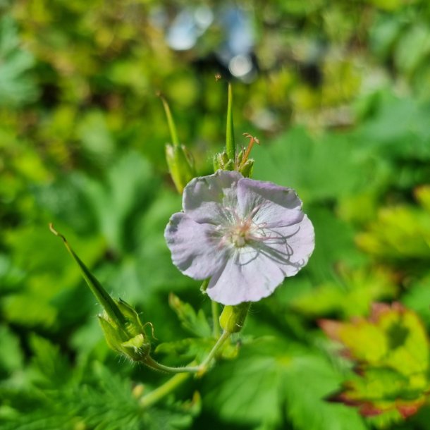 Geranium phaeum 'Marchant's Ghost'. <br/>Blgekronet storkenb