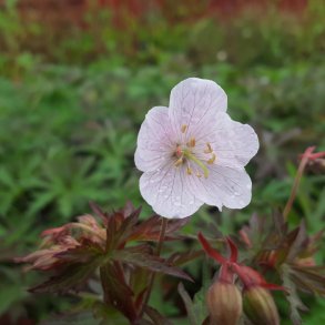 Geranium pratense 'Marshmallow'. <br/>Storkenb