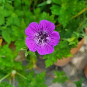 Geranium 'Mary-Anne'. <br/>Storken�b