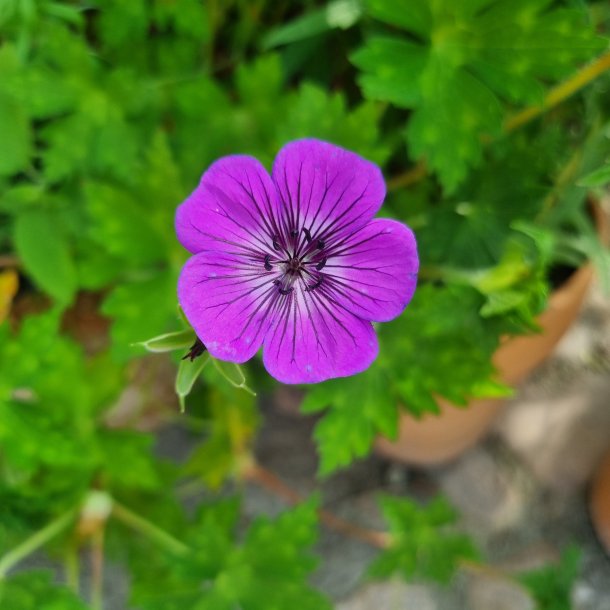 Geranium 'Mary-Anne'. <br/>Storken�b