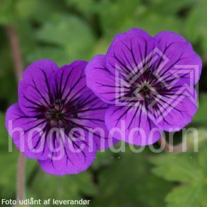Geranium 'Mary-Anne'. <br/>Storkenb
