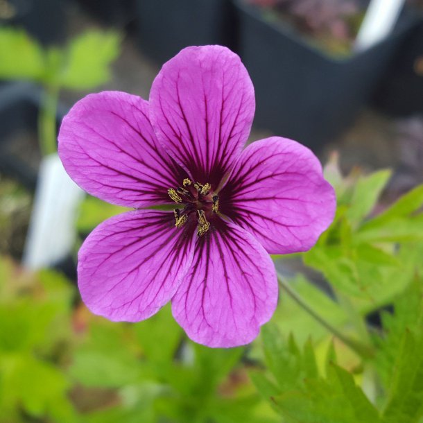 Geranium JS 'Matu Vu'. <br/>Storkenb